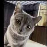 スコティッシュフォールド(立ち耳)【福岡県・男の子・2023年5月3日・ブルー】の写真1