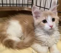 メインクーン【福岡県・女の子・2020年3月7日・クリームタビー&ホワイト】の写真1