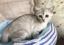 ミヌエット【福岡県・女の子・2020年7月20日・シルバー】の写真1「10／10撮影」