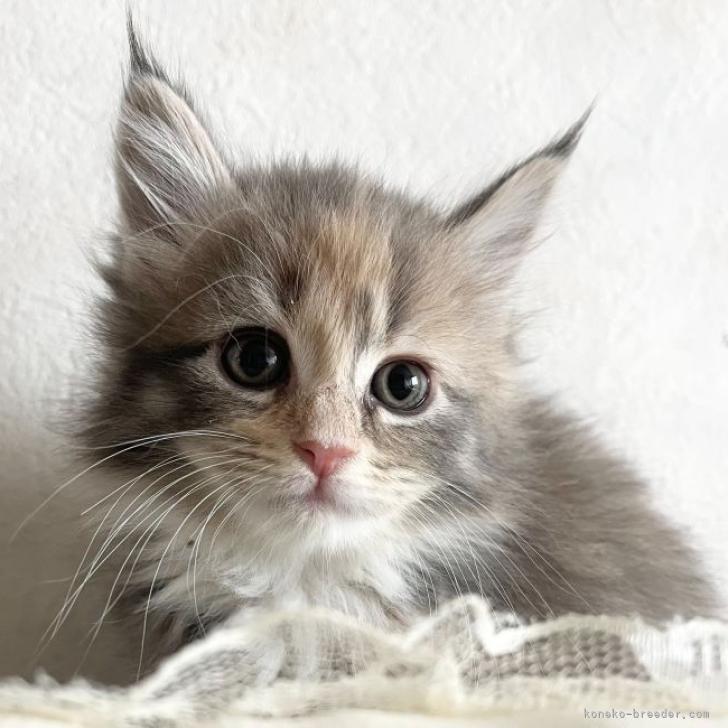 ミミ 様のお迎えした子猫