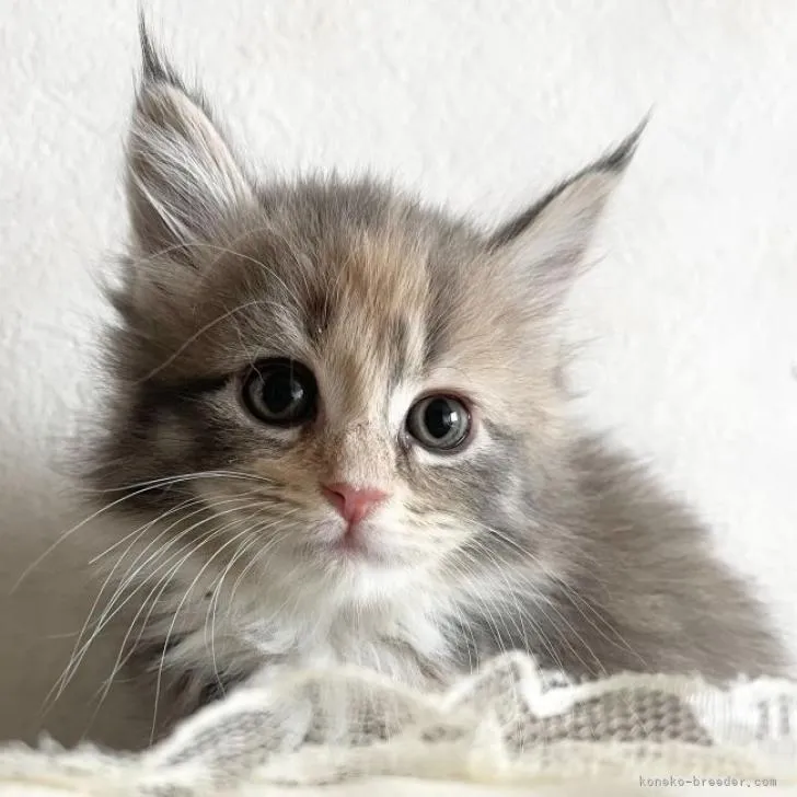 ID：2211-02563の子猫