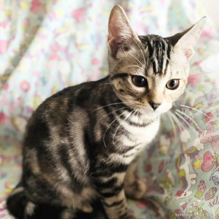 ID：2211-01277の子猫