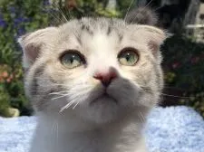 スコティッシュフォールド(折れ耳)【福岡県・男の子・2019年2月25日・】の写真2