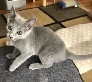 ロシアンブルー【福岡県・女の子・2018年8月1日・ブルー】の写真2