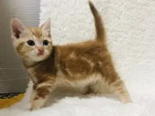 アメリカンショートヘア【福岡県・女の子・2020年3月7日・レッドタビー】の写真2