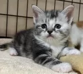 メインクーン  スコ【福岡県・女の子・2024年4月17日・シルバーパッチドタビー】の写真2