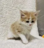 メインクーン【福岡県・女の子・2020年3月7日・クリームタビー】の写真2