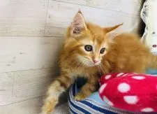 メインクーン【福岡県・男の子・2020年5月23日・レッドタビー】の写真2