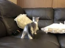 スコティッシュフォールド(折れ耳)【福岡県・女の子・2019年6月25日・ブルーホワイト】の写真2