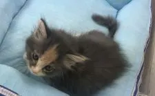 メインクーン【福岡県・女の子・2020年5月22日・ブルーパッチドタビーホワイト】の写真3