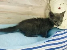 ロシアンブルー【福岡県・男の子・2020年5月27日・ブルー】の写真3