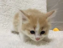 メインクーン【福岡県・女の子・2020年3月7日・クリームタビー】の写真3