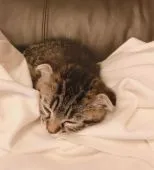 スコティッシュフォールド(折れ耳)【福岡県・男の子・2019年7月15日・ブラウンタビー】の写真4