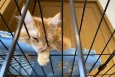 メインクーン【福岡県・男の子・2020年5月23日・レッドタビー】の写真4