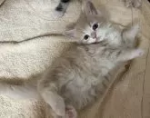 メインクーン ミヌエット【福岡県・女の子・2024年4月17日・クリームタビー】の写真5