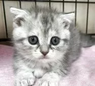 スコティッシュフォールド(折れ耳)【福岡県・女の子・2025年3月10日・ブルー】の写真2