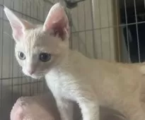 父スコ 母 セルカークレックス【福岡県・男の子・2025年6月29日・クリームタビー】の写真11