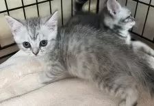 スコティッシュフォールド(立ち耳)【福岡県・女の子・2025年9月1日・シルバータビー】の写真8