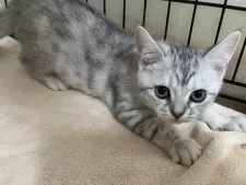 スコティッシュフォールド(立ち耳)【福岡県・女の子・2025年9月1日・シルバータビー】の写真11