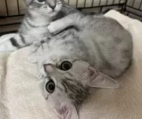 スコティッシュフォールド(立ち耳)【福岡県・女の子・2025年9月1日・シルバータビー】の写真13