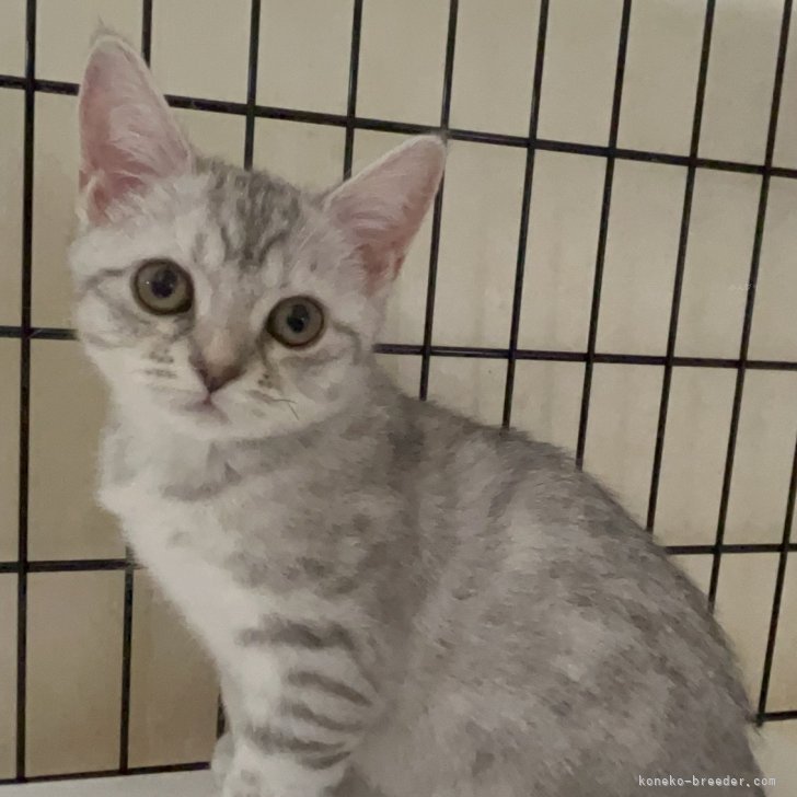 ブリーダー画像