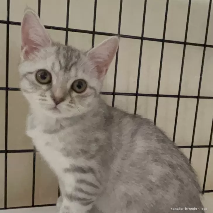 スコティッシュフォールド(立ち耳)【福岡県・女の子・2025年9月1日・シルバータビー】の写真1