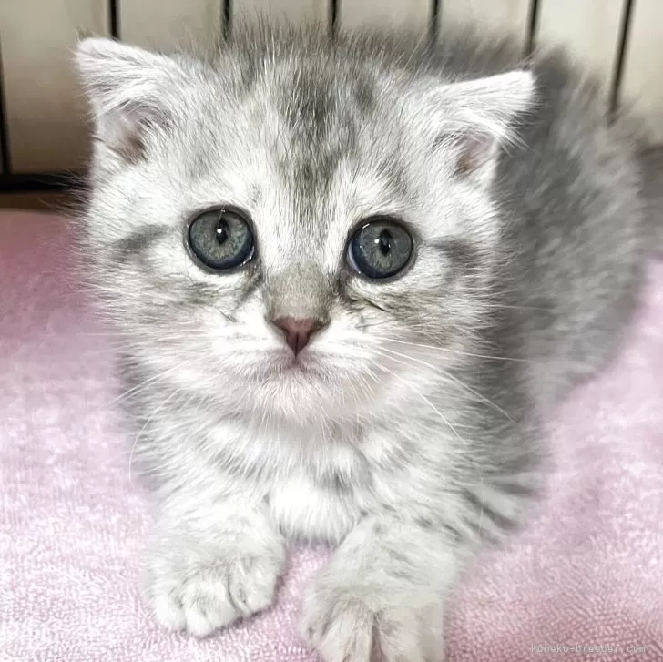 ID:2504-01815の子猫