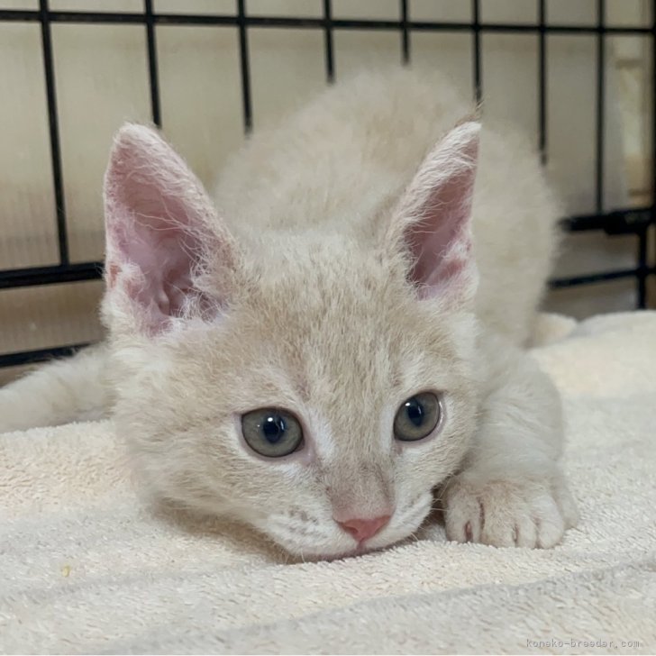 ブリーダー画像