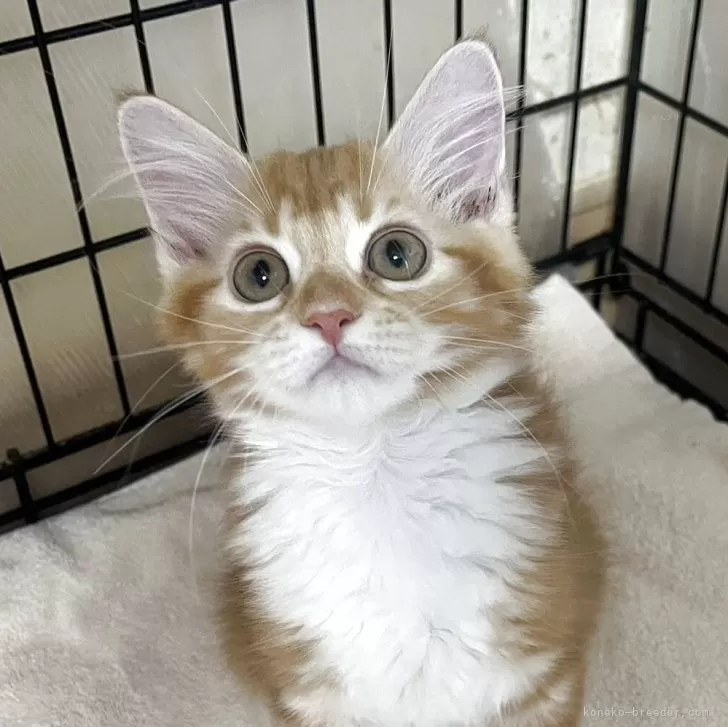 ID:2506-01013の子猫