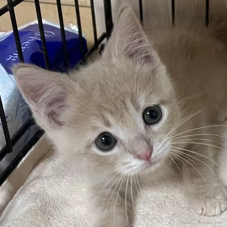ID：2509-00106の子猫