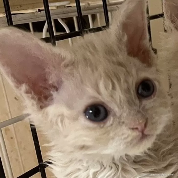 ID:2412-01637の子猫