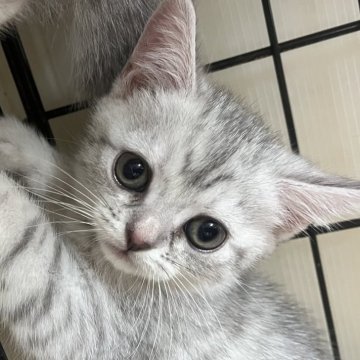 スコティッシュフォールド(立ち耳)【福岡県・女の子・2025年9月1日・シルバータビー（短毛）】の写真「ふわふわキュート💕」