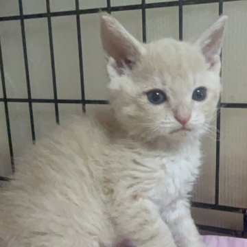 父セルカークレックス 母 スコ【福岡県・男の子・2025年6月29日・クリーム】の写真「ふわふわキュート💕」