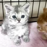 ラムキン【福岡県・女の子・2025年4月5日・ブルーパッチドタビー】の写真1