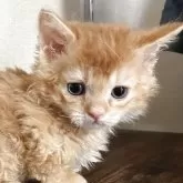 ラムキン