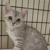 スコティッシュフォールド(立ち耳)