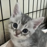 スコティッシュフォールド(立ち耳)