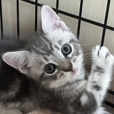 スコティッシュフォールド(立ち耳)