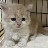 父セルカークレックス 母 ミヌエット