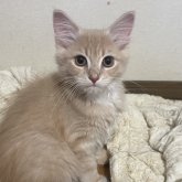 父メインクーン 母 ミヌエット