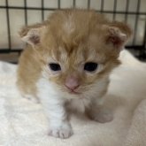 父セルカークレックス 母 ミヌエット