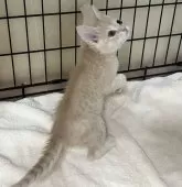 父スコ 母 セルカークレックス【福岡県・男の子・2025年6月29日・クリームタビー】の写真3