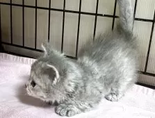 ラムキン【福岡県・女の子・2025年4月5日・ブルーパッチドタビー】の写真3