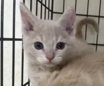 父スコ 母 セルカークレックス【福岡県・女の子・2025年6月29日・クリームタビー】の写真4