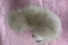 スコティッシュフォールド(立ち耳)【福岡県・男の子・2025年3月10日・クリーム】の写真8