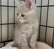 父スコ 母 セルカークレックス【福岡県・男の子・2025年6月29日・クリームタビー】の写真4