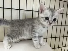 スコティッシュフォールド(立ち耳)【福岡県・女の子・2025年9月1日・シルバータビー】の写真3