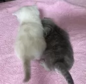 スコティッシュフォールド(立ち耳)【福岡県・男の子・2025年3月10日・クリーム】の写真9