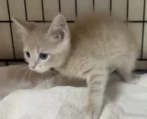 父スコ 母 セルカークレックス【福岡県・男の子・2025年6月29日・クリームタビー】の写真5