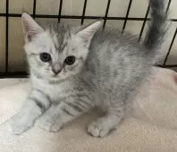 スコティッシュフォールド(立ち耳)【福岡県・女の子・2025年9月1日・シルバータビー】の写真5